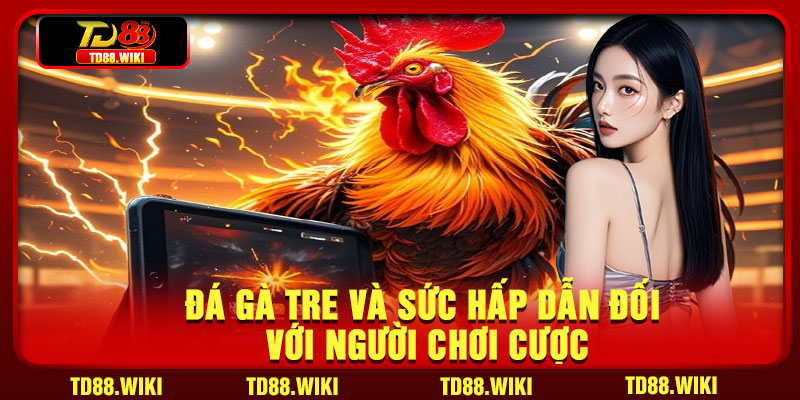 Đá gà tre và sức hấp dẫn đối với người chơi cược